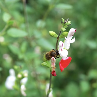 A close-up of a bee on a flower in a garden.