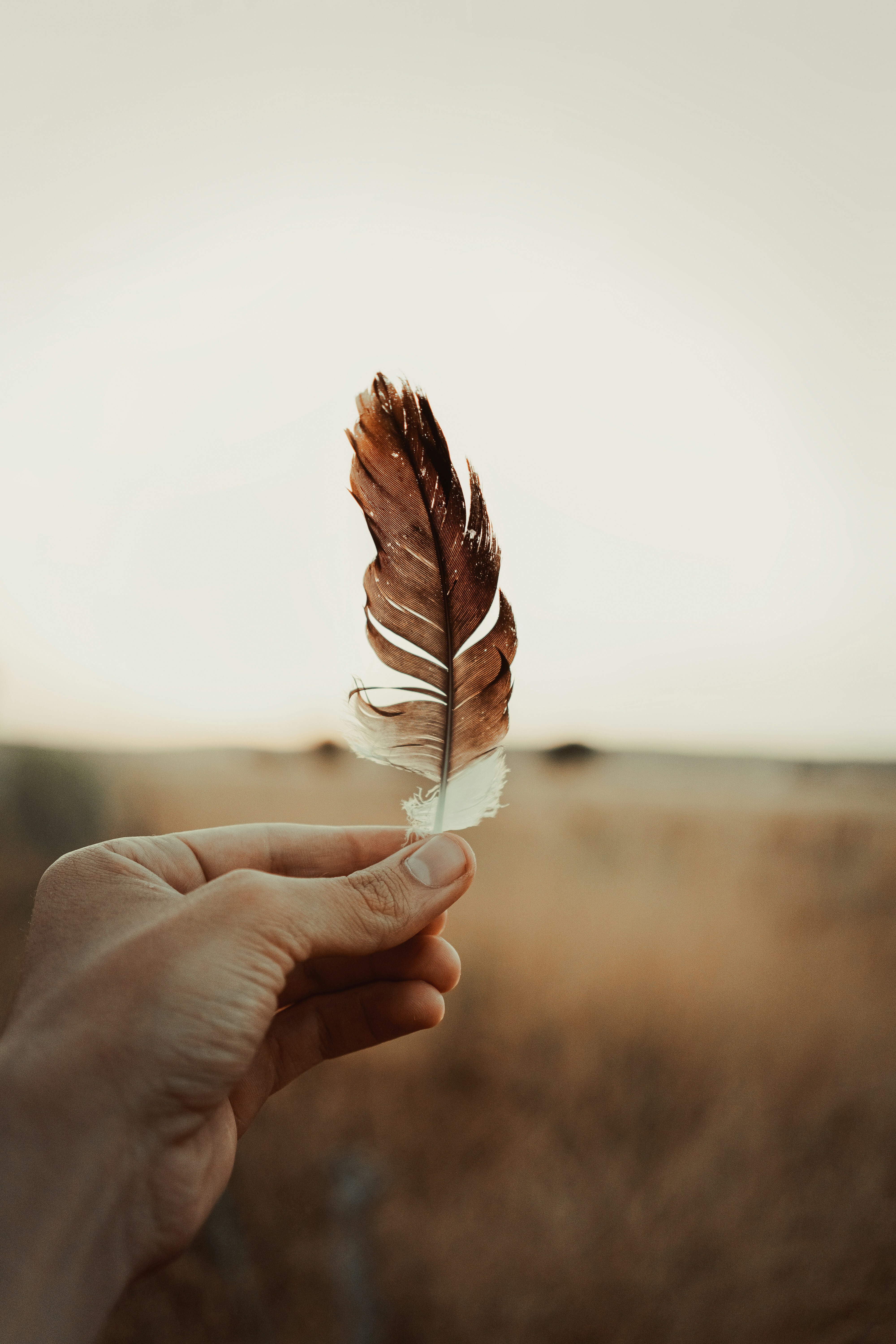 a hand holding a leaf