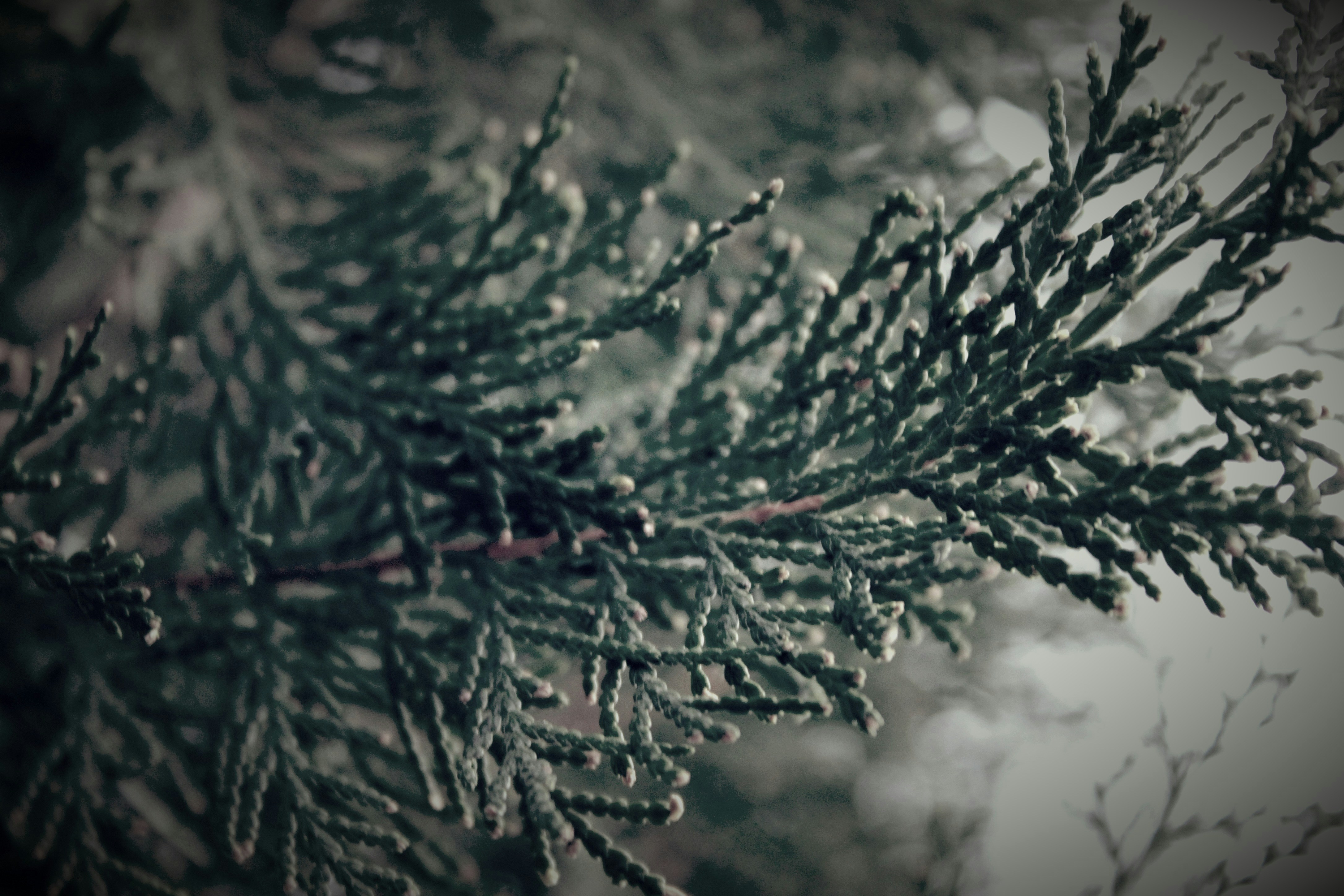a tree with snow on it