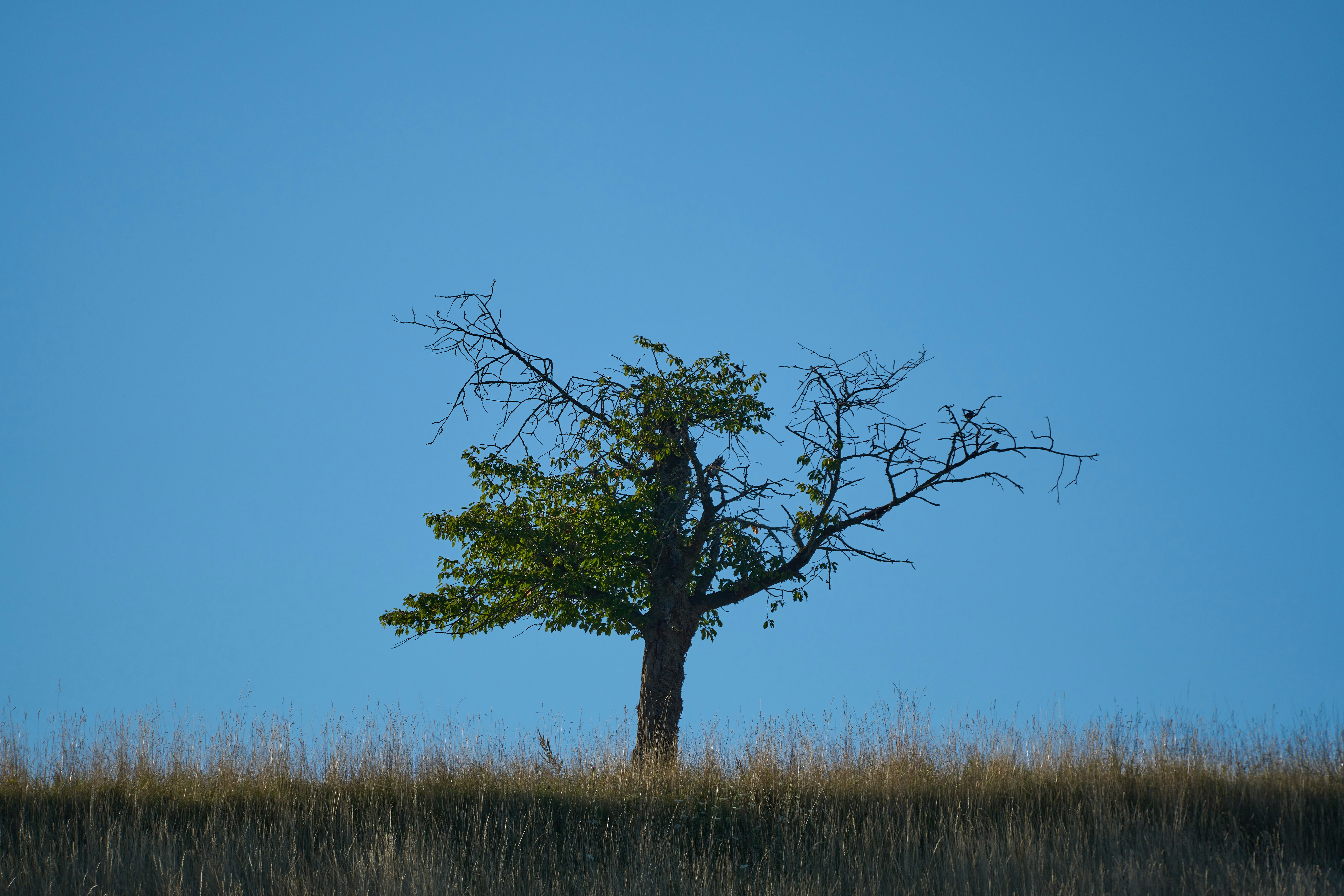 Photo by wolfgang_hasselmann