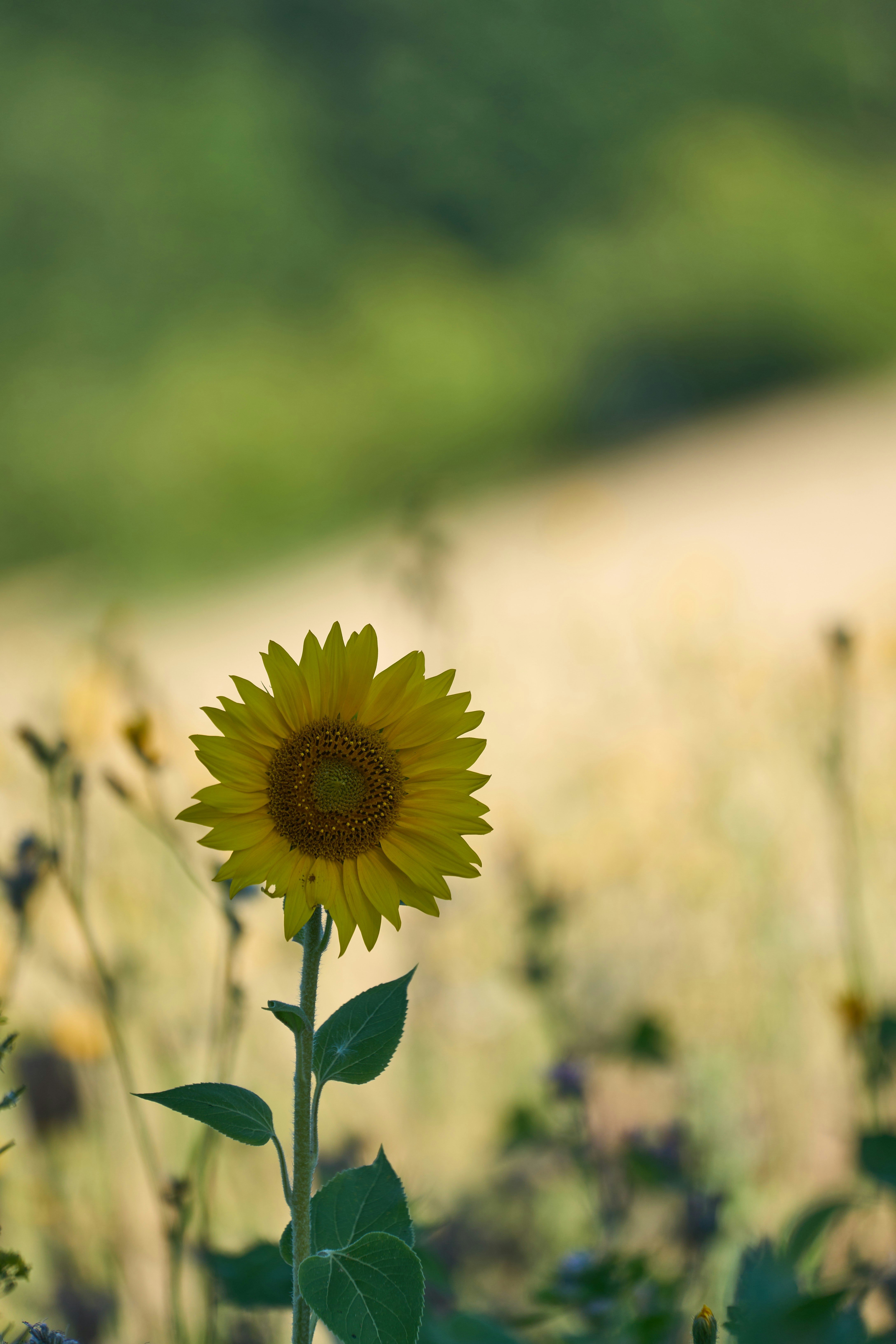 Photo by wolfgang_hasselmann