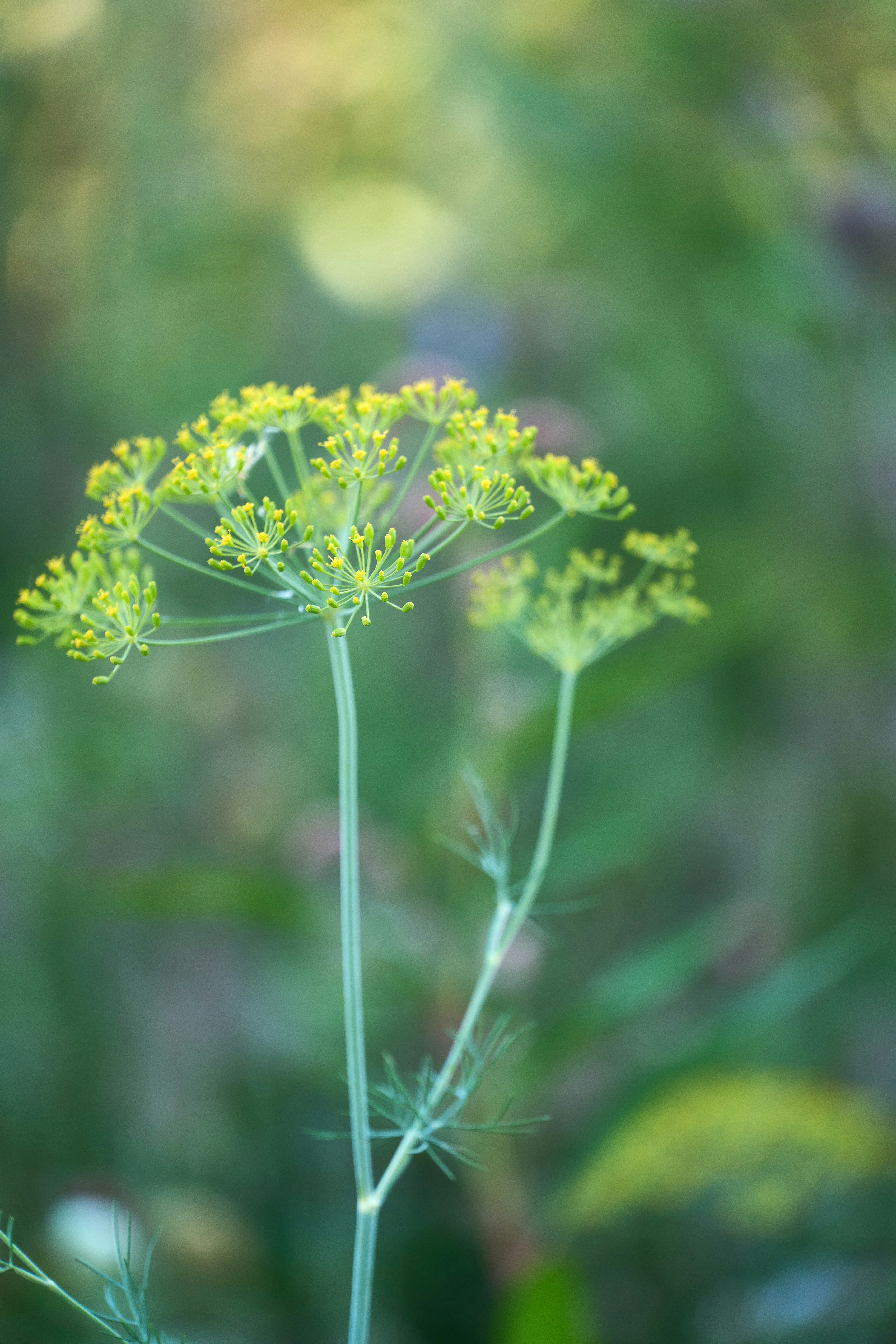 Photo by wolfgang_hasselmann