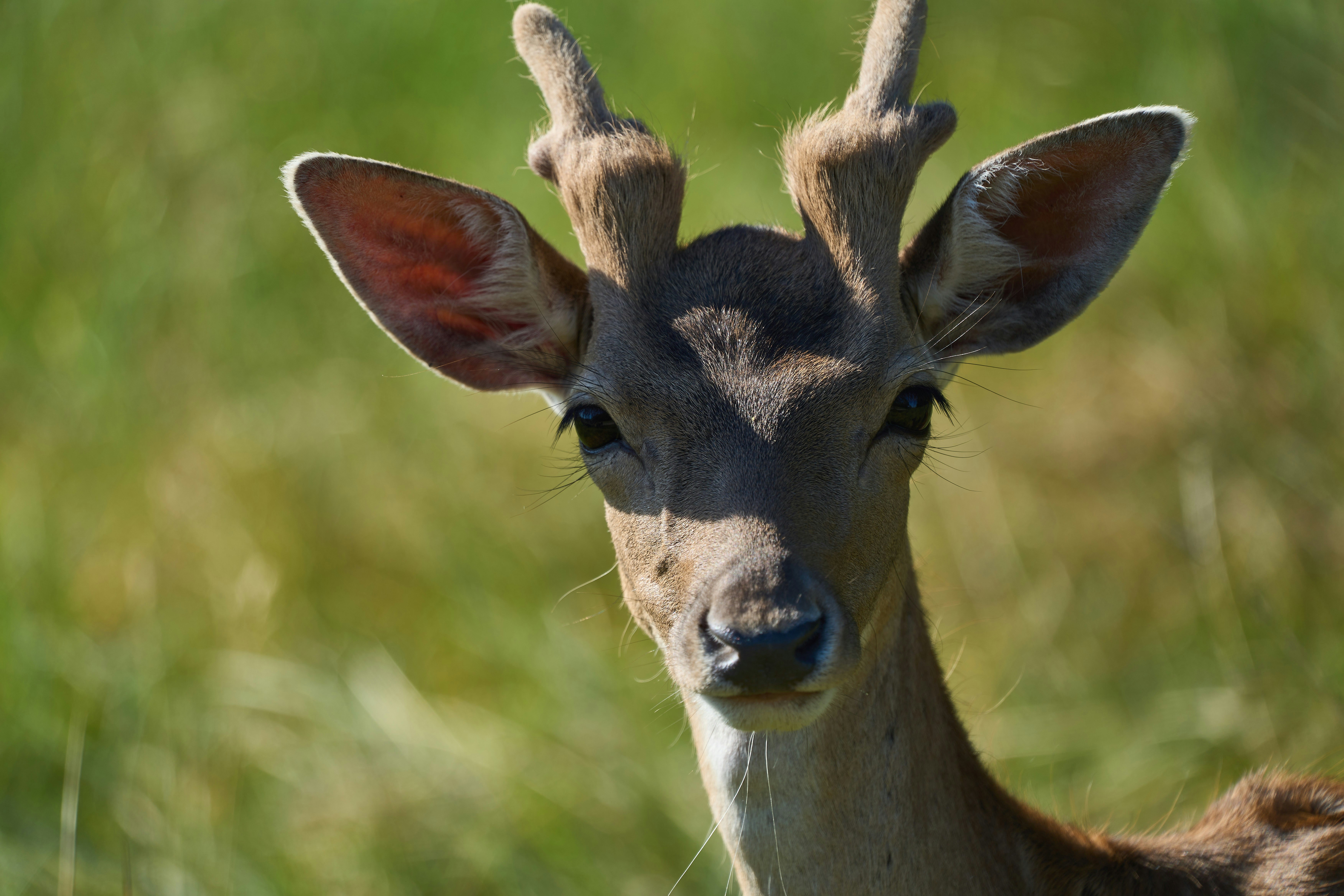 Photo by wolfgang_hasselmann