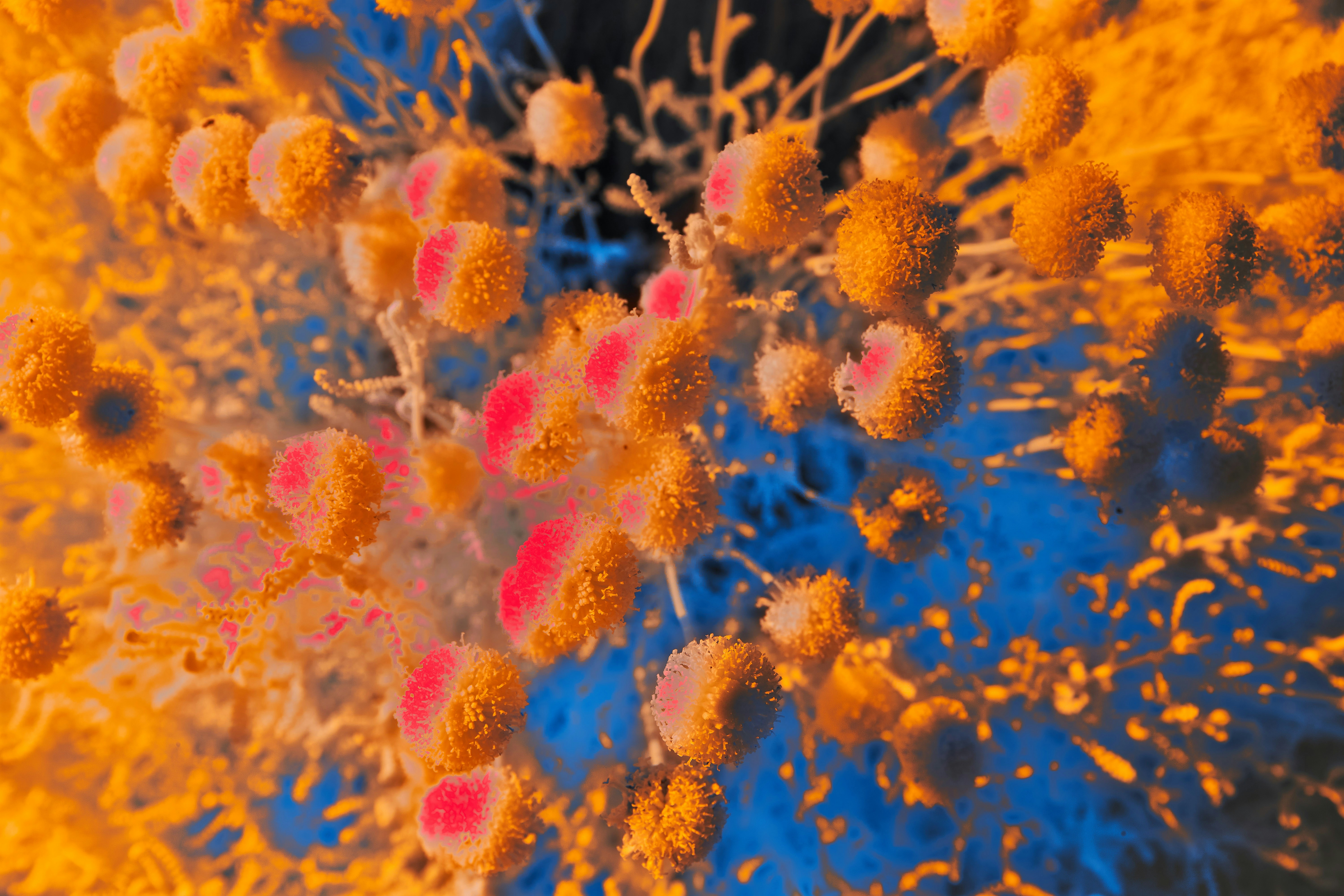 The Overlap Between Mold Illness and Oxalate Sensitivity: The Ultimate Guide