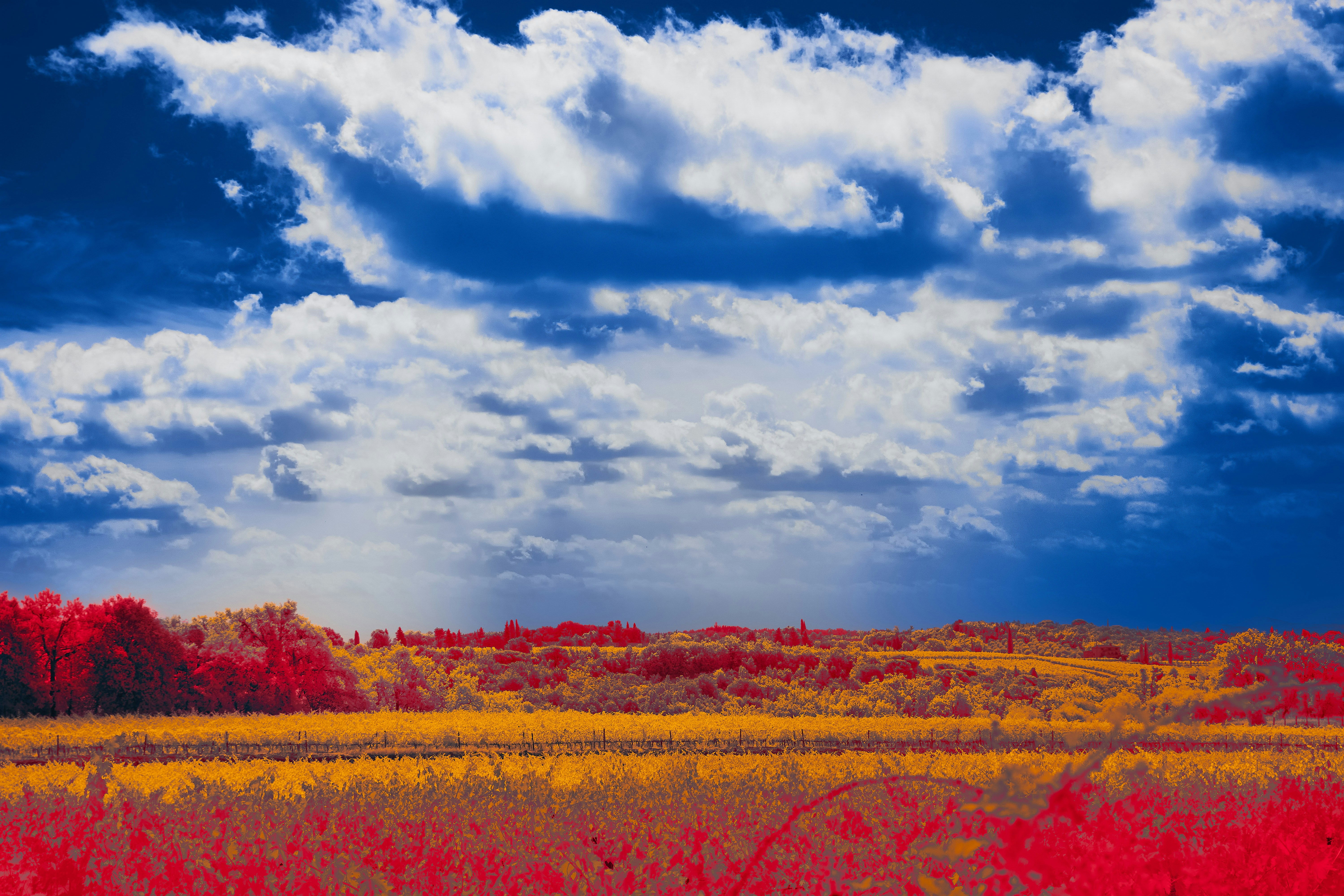 Photo by wolfgang_hasselmann