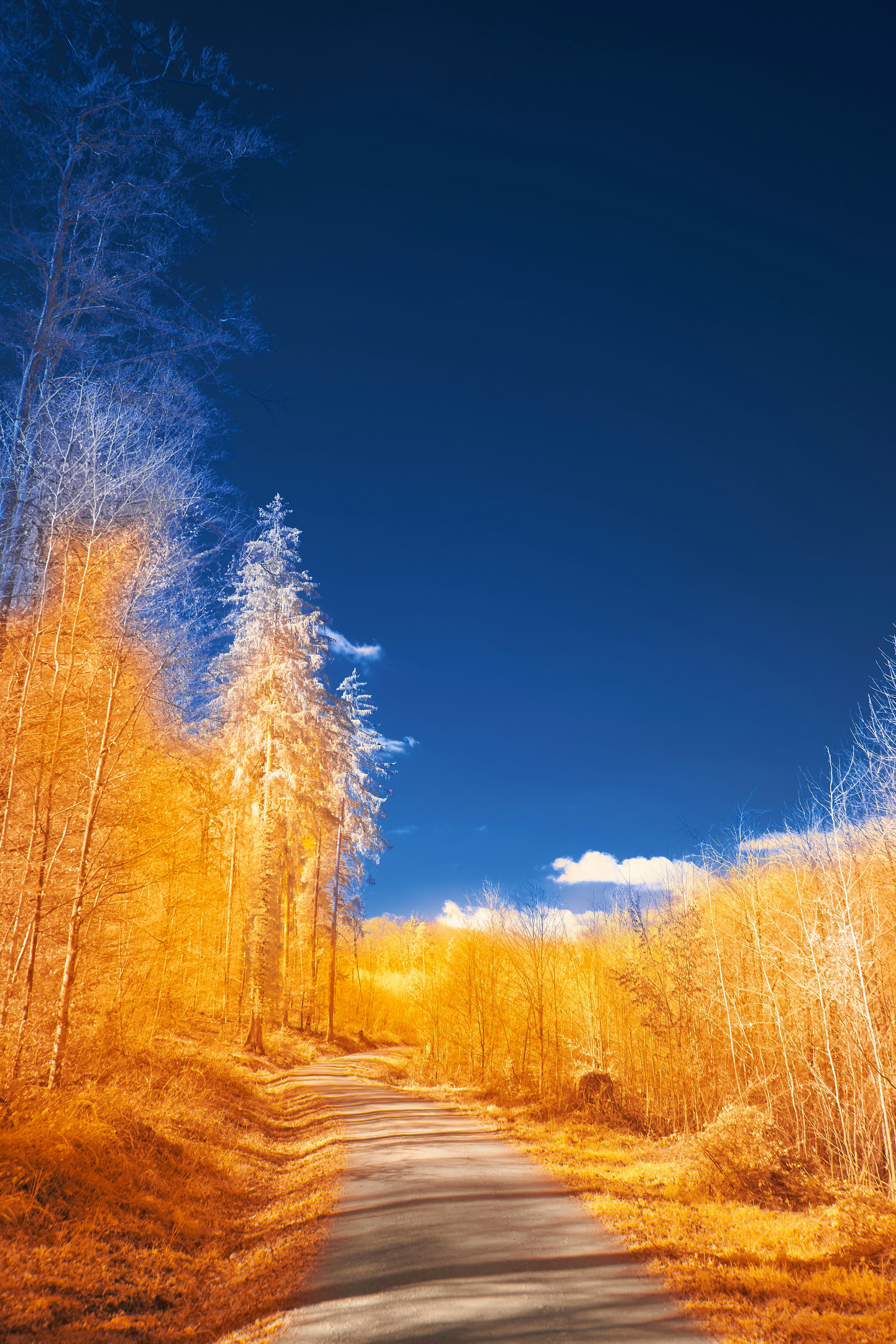 Photo by wolfgang_hasselmann