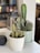 A group of diverse students engaged in a language class with a cactus decoration.