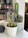 A group of diverse students engaged in a language class with a cactus decoration.