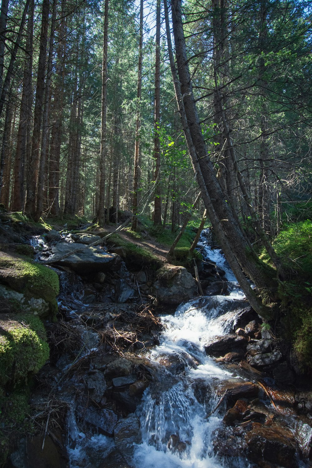 Un arroyo en un bosque