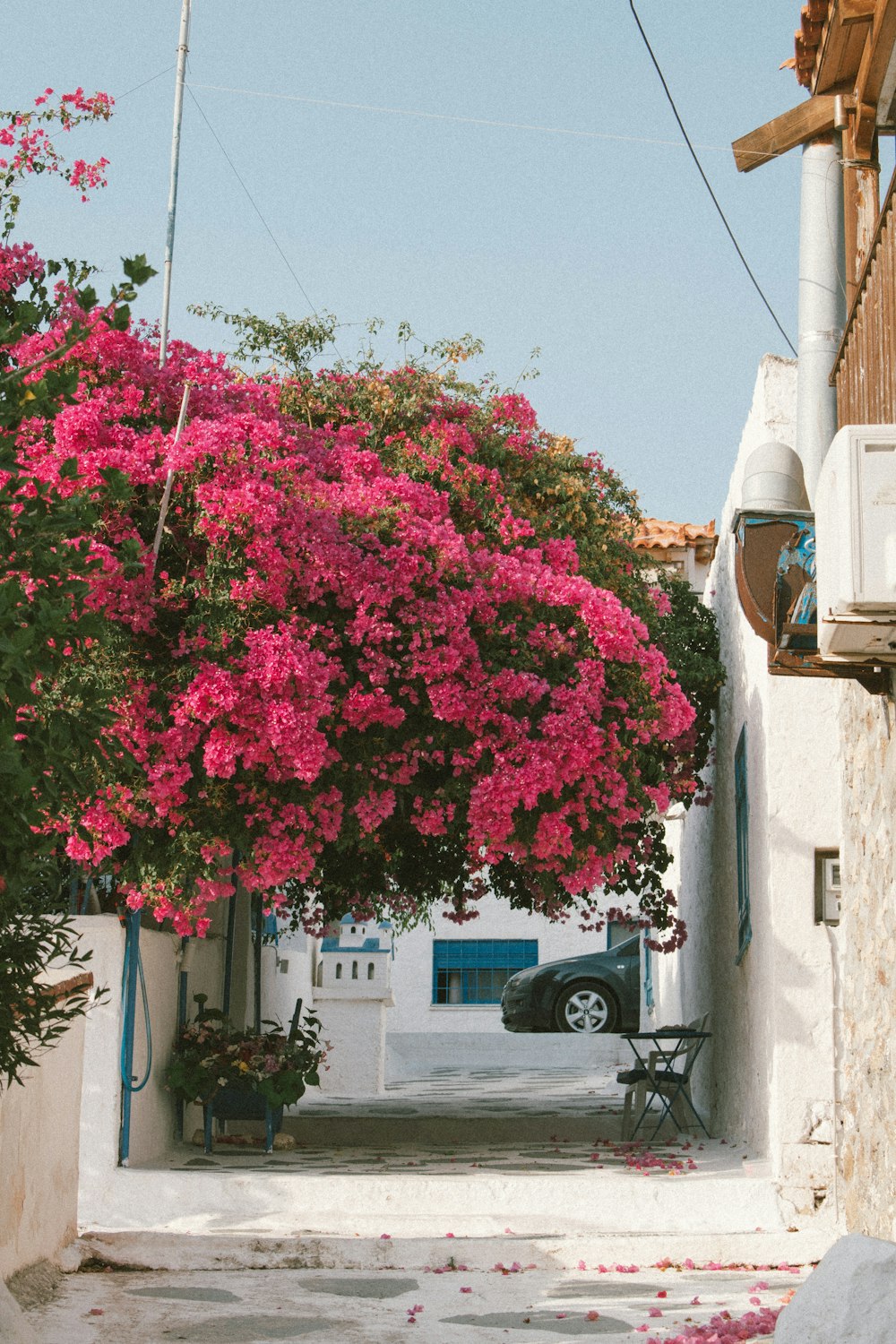 a tree with pink flowers