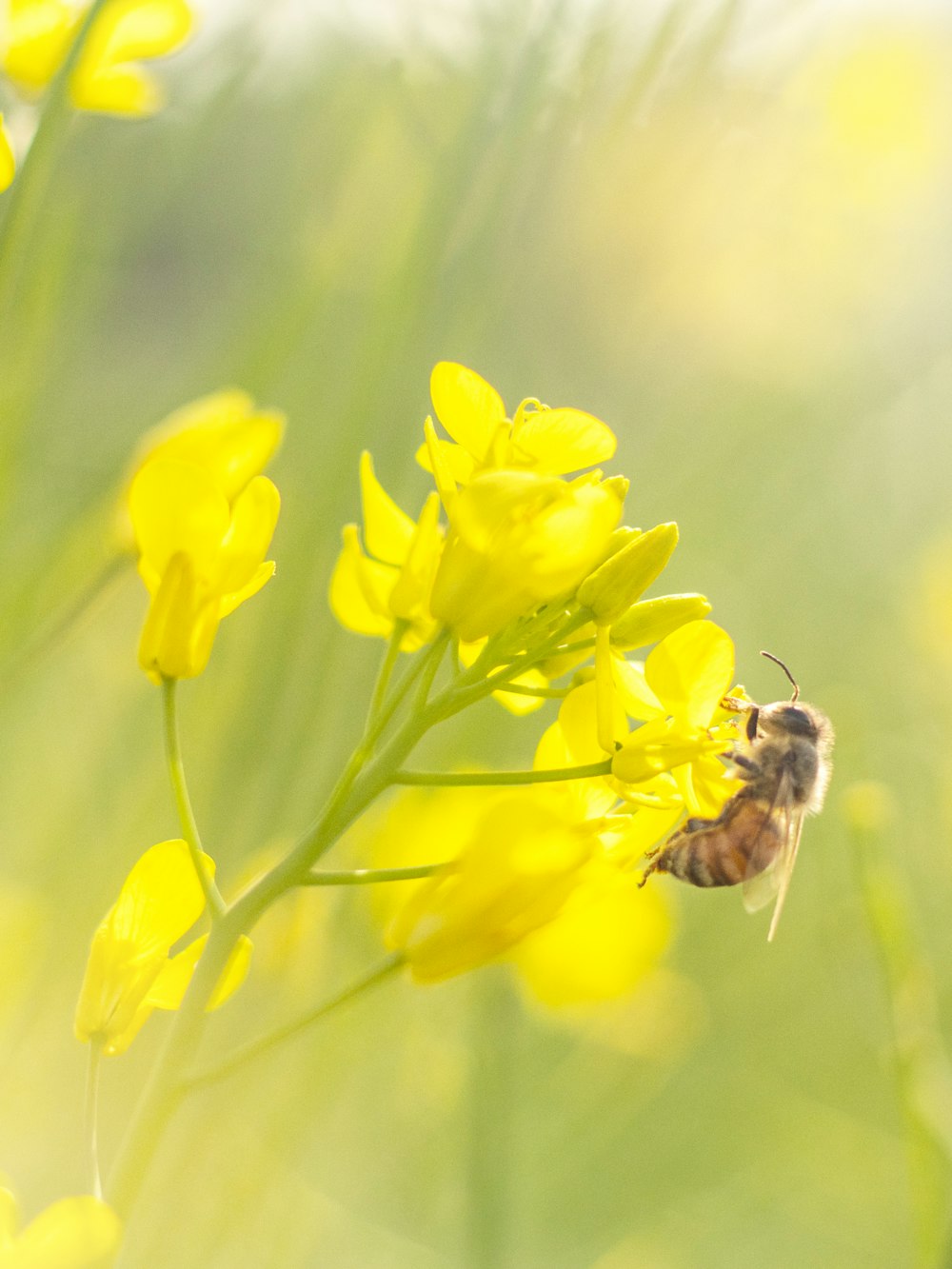 黄色い花の上の蜂