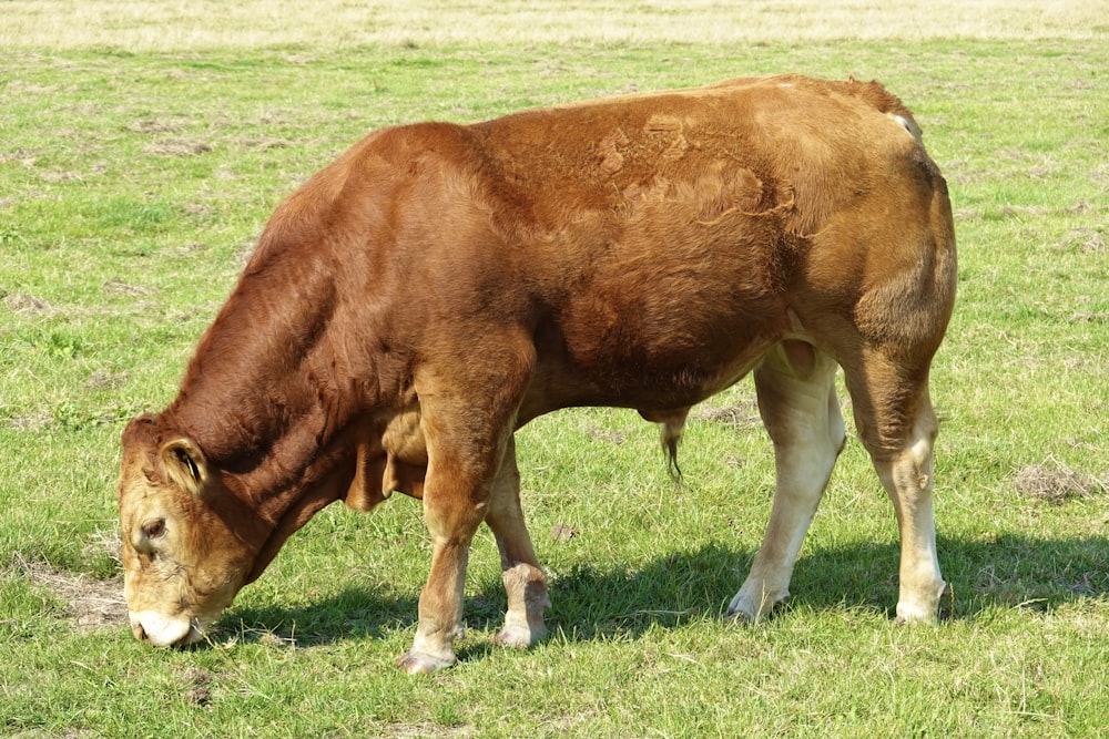 a cow eating grass