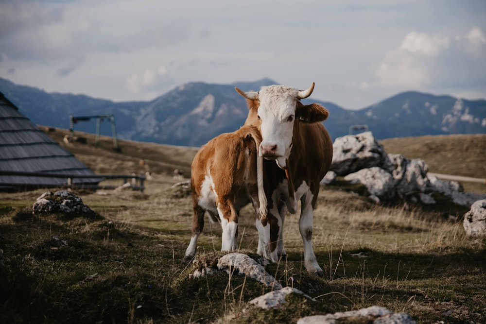 Un par de vacas de pie en un campo cubierto de hierba