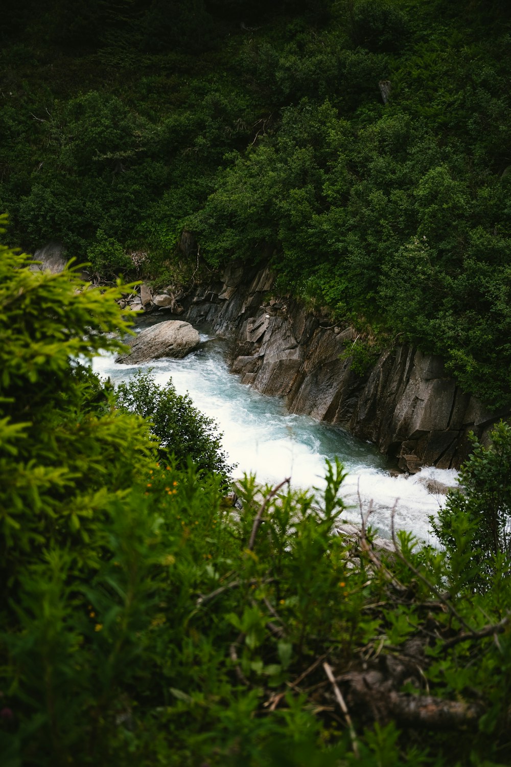 a river flowing through a forest