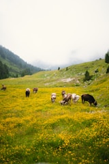 A serene protected rangeland with wildflowers and grazing cattle.