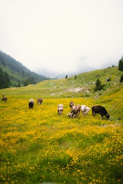 A serene protected rangeland with wildflowers and grazing cattle.
