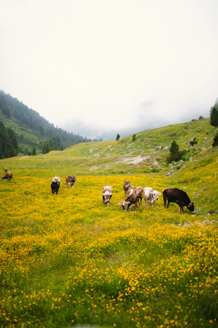 A serene mountain landscape with wildflowers and beehives nestled among the greenery.