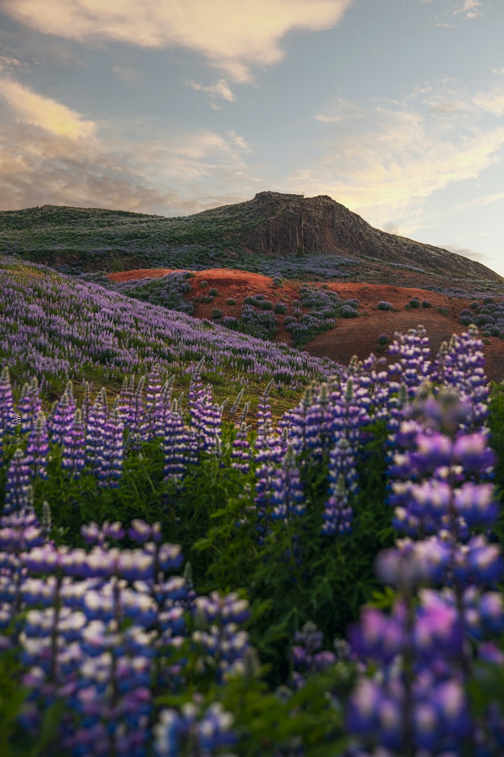 a field of flowers with a hill in the background