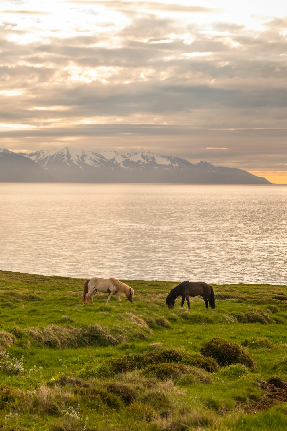 horses grazing near a lake
