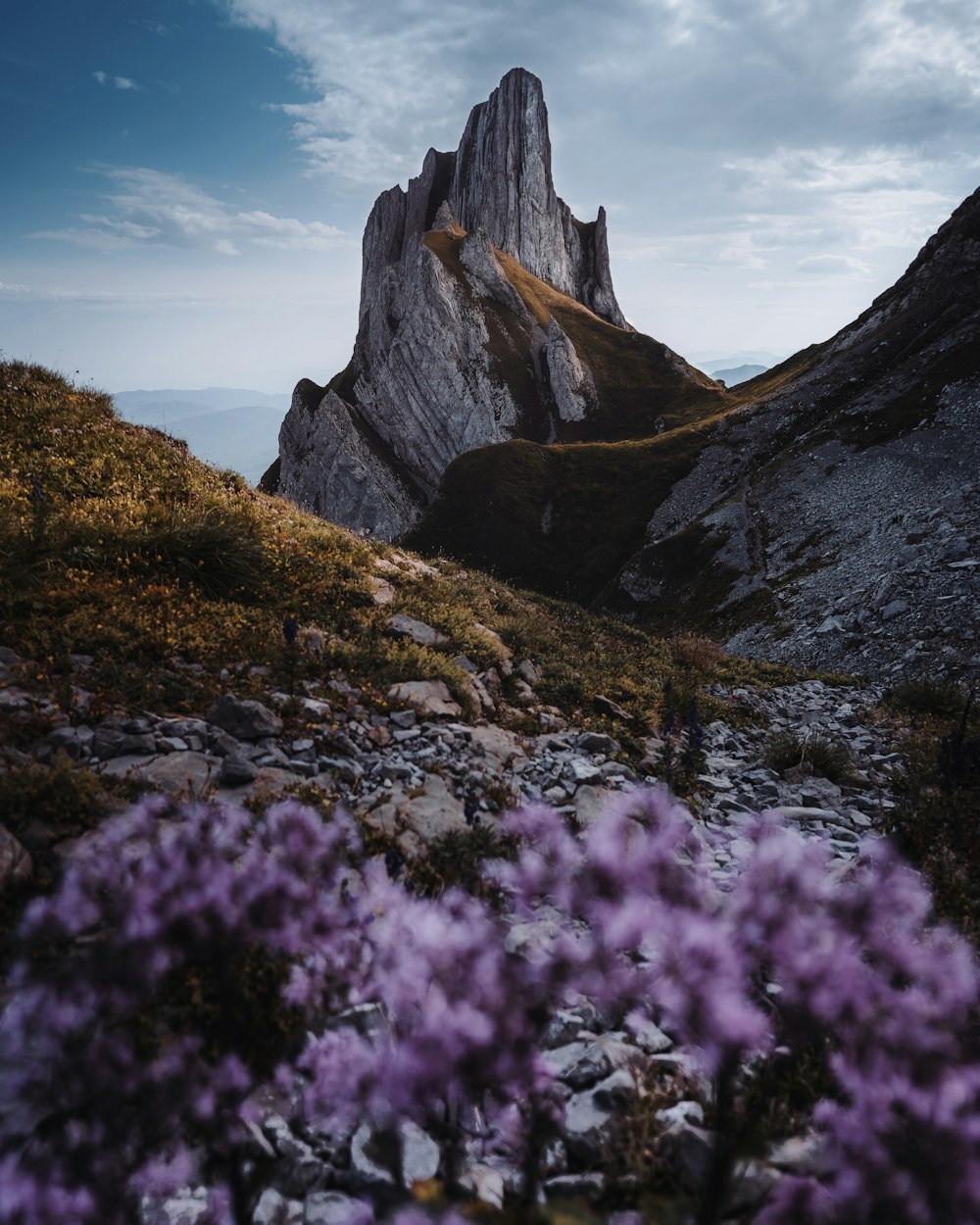 a mountain with purple flowers