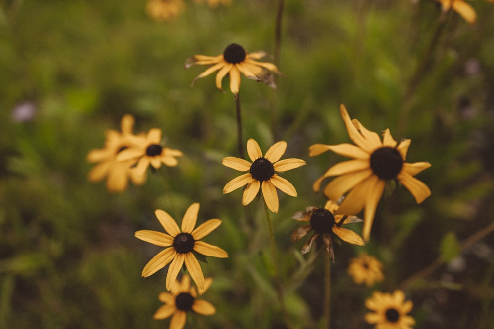 a group of yellow flowers