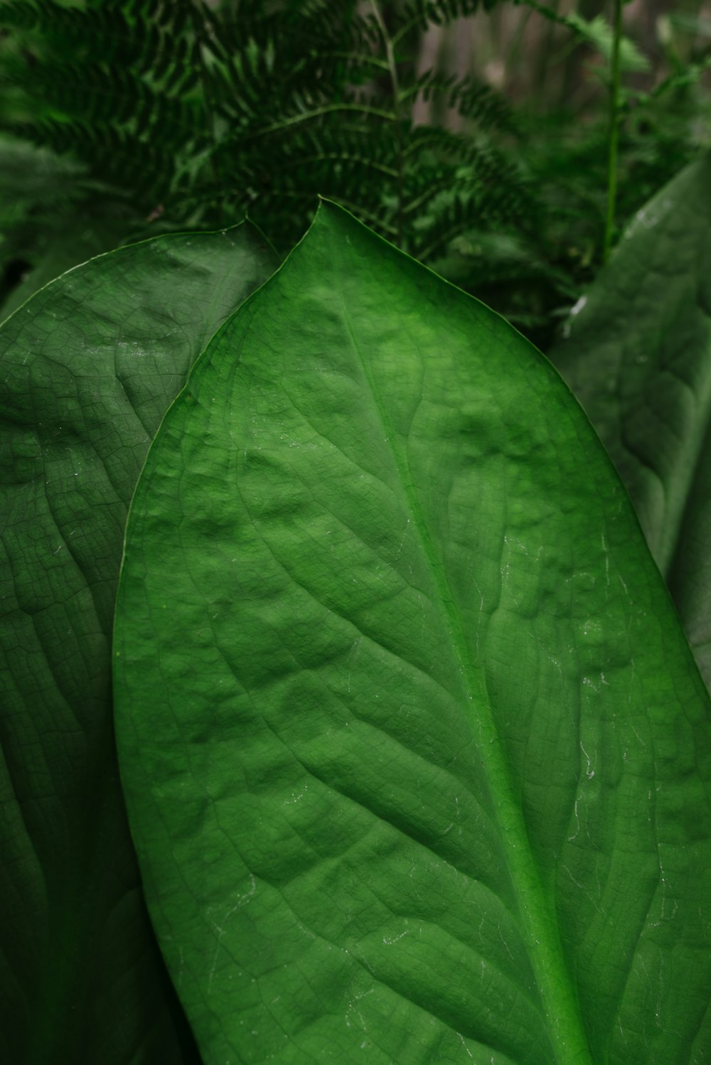 a close up of a green plant