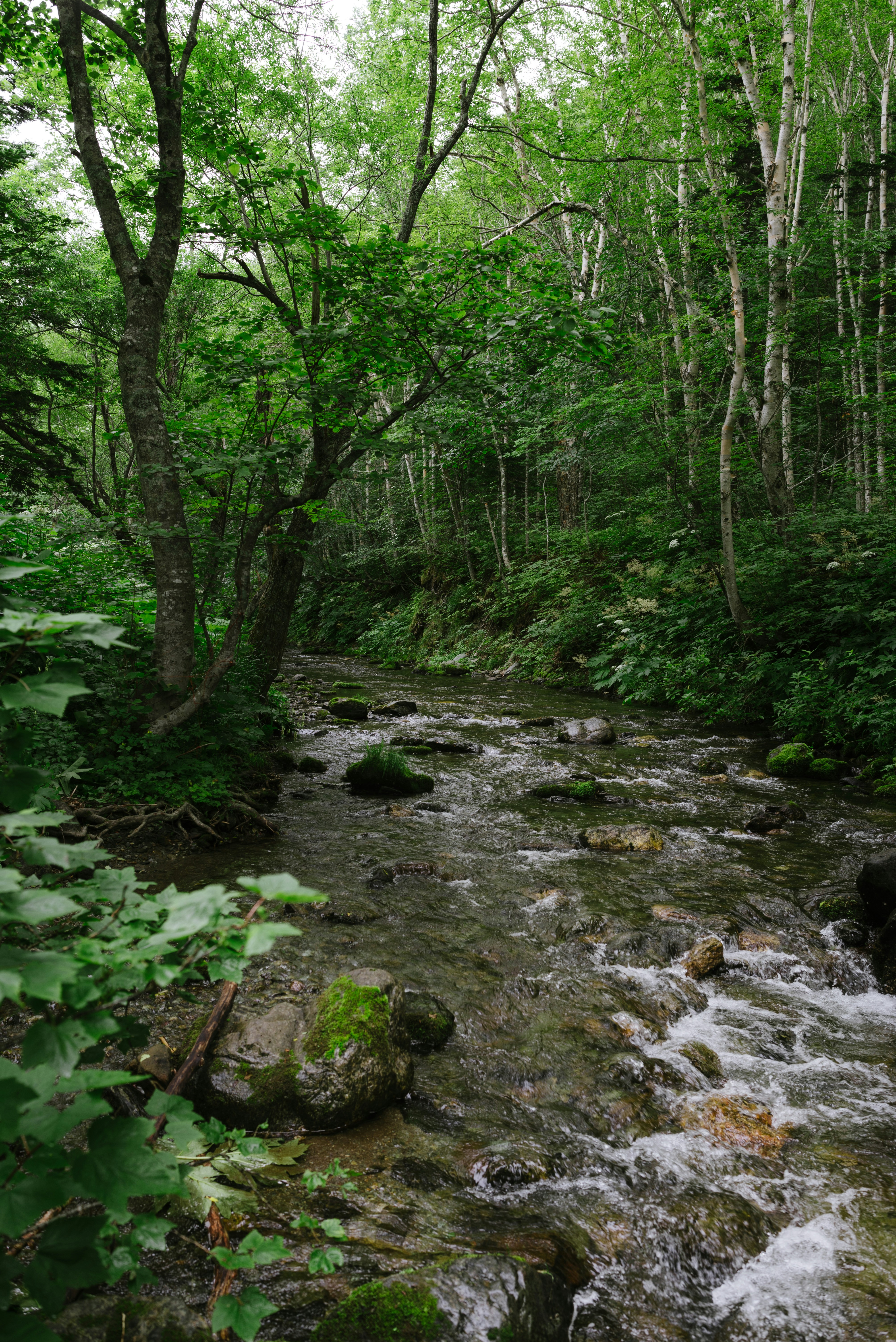 a waterfall in a forest