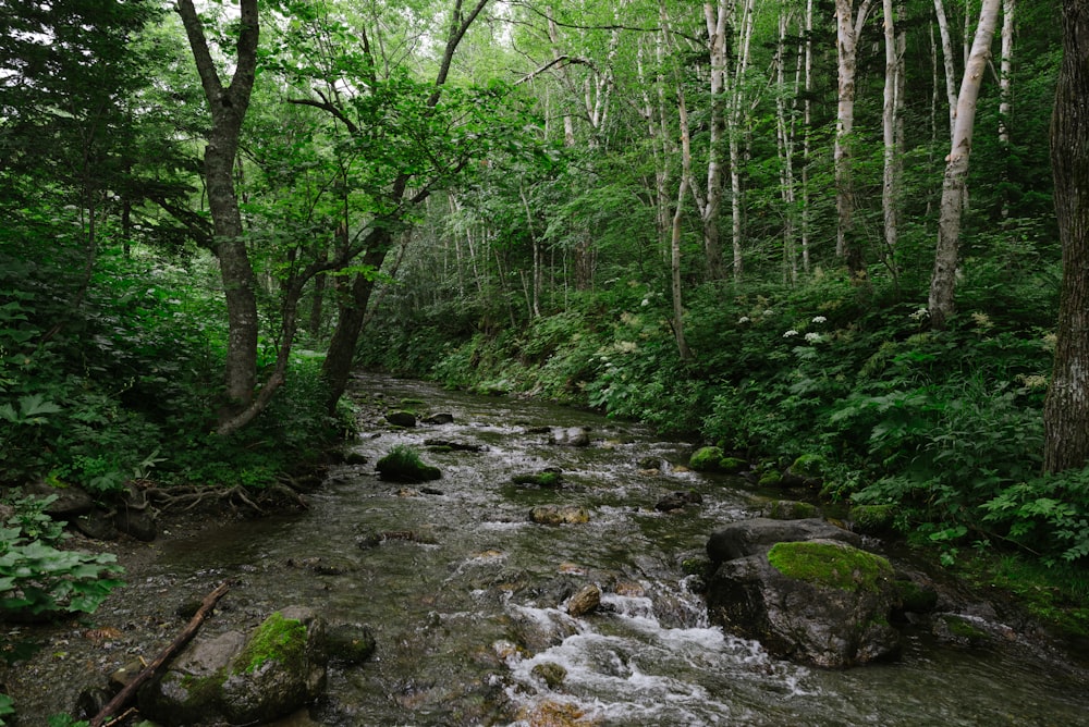 a waterfall in a forest