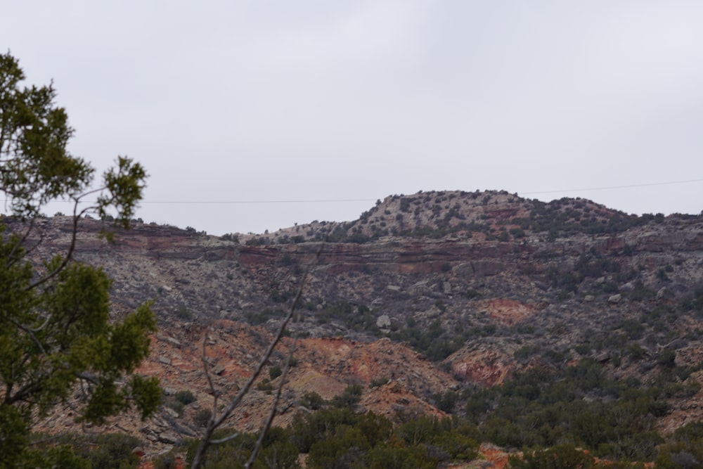 a rocky hillside with trees