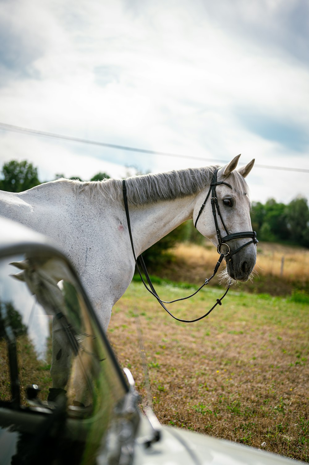 a horse with a saddle on its back