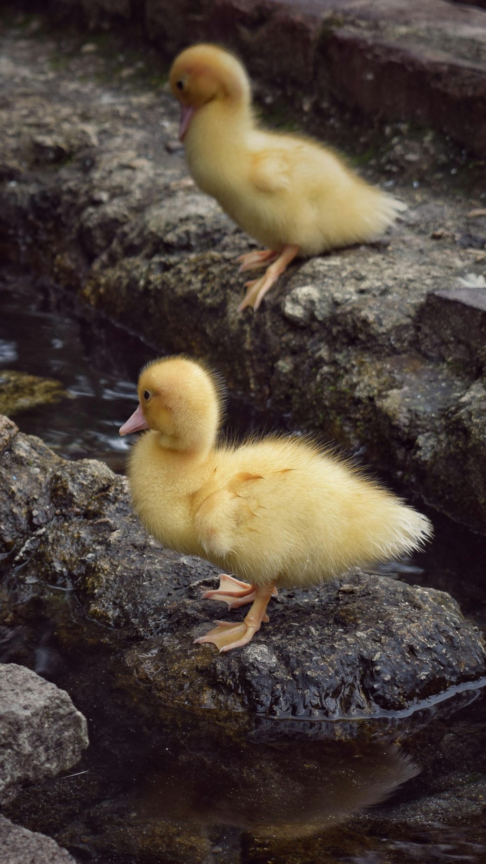 two ducks on a rock