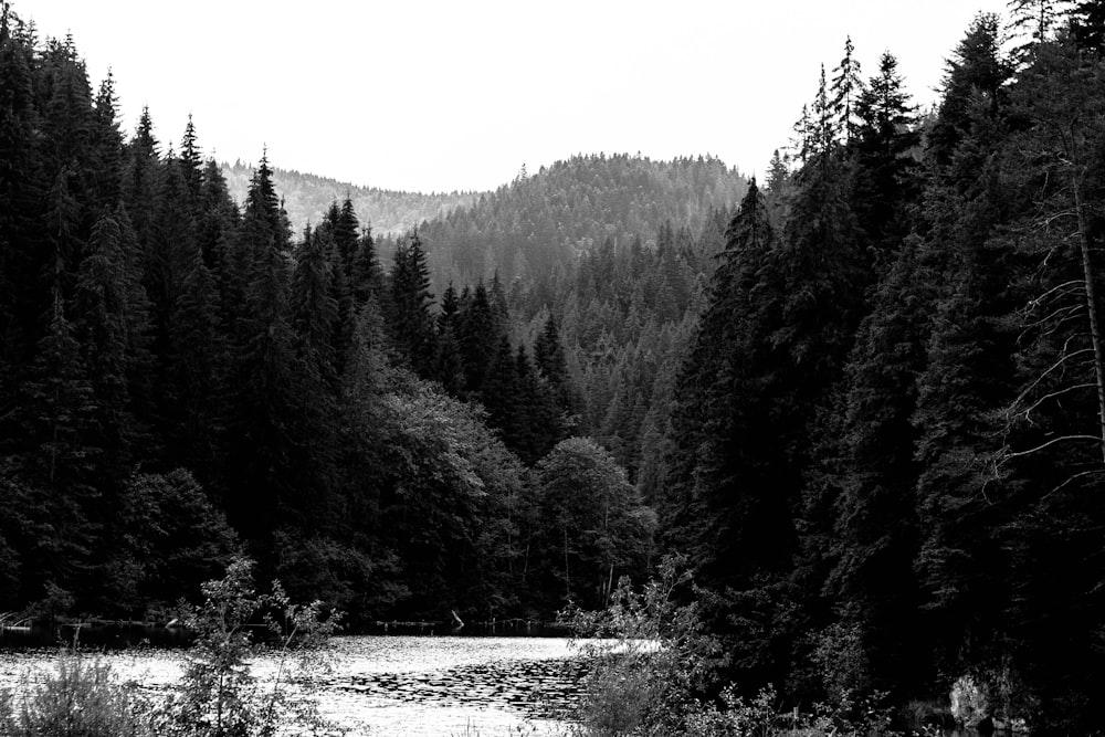 a river with trees on the side