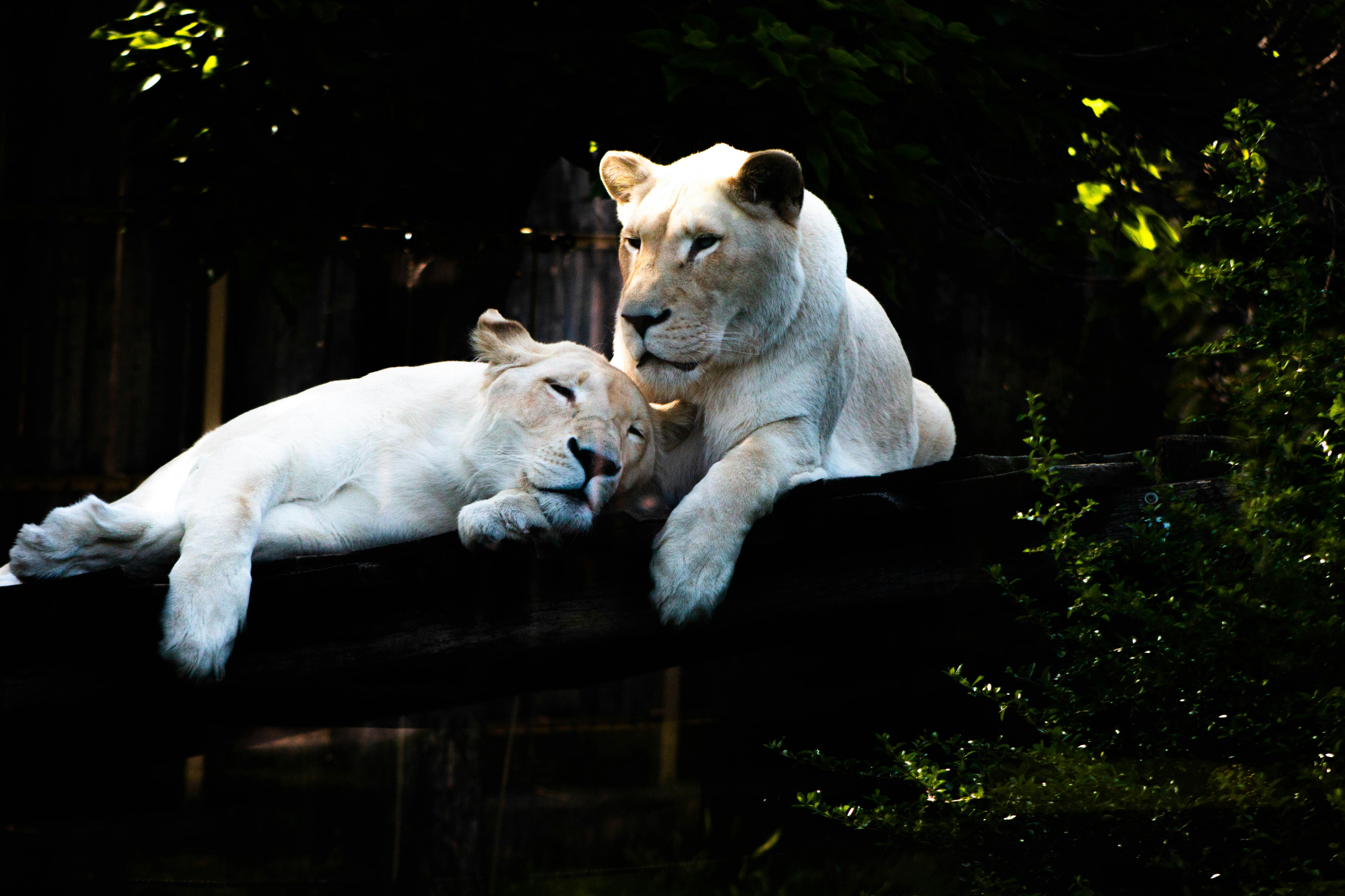 a couple of white wolves playing in the woods