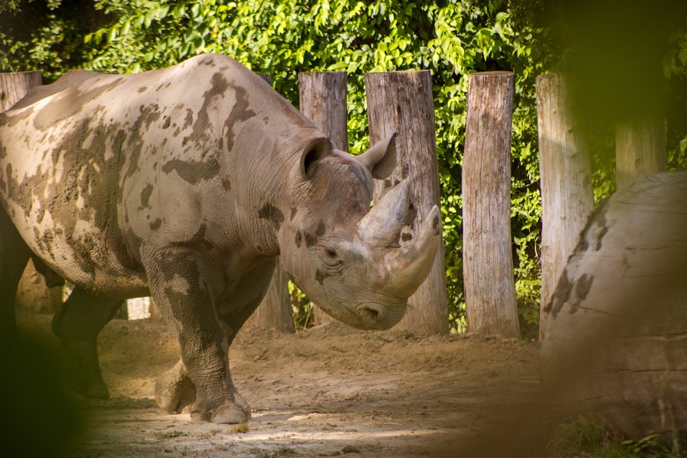 a rhinoceros walking in a zoo exhibit