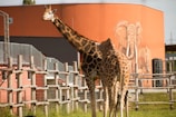 Two giraffes are standing within a fenced area. A large painted mural of an elephant is visible on an orange wall in the background. The environment suggests a zoo or a wildlife park setting.