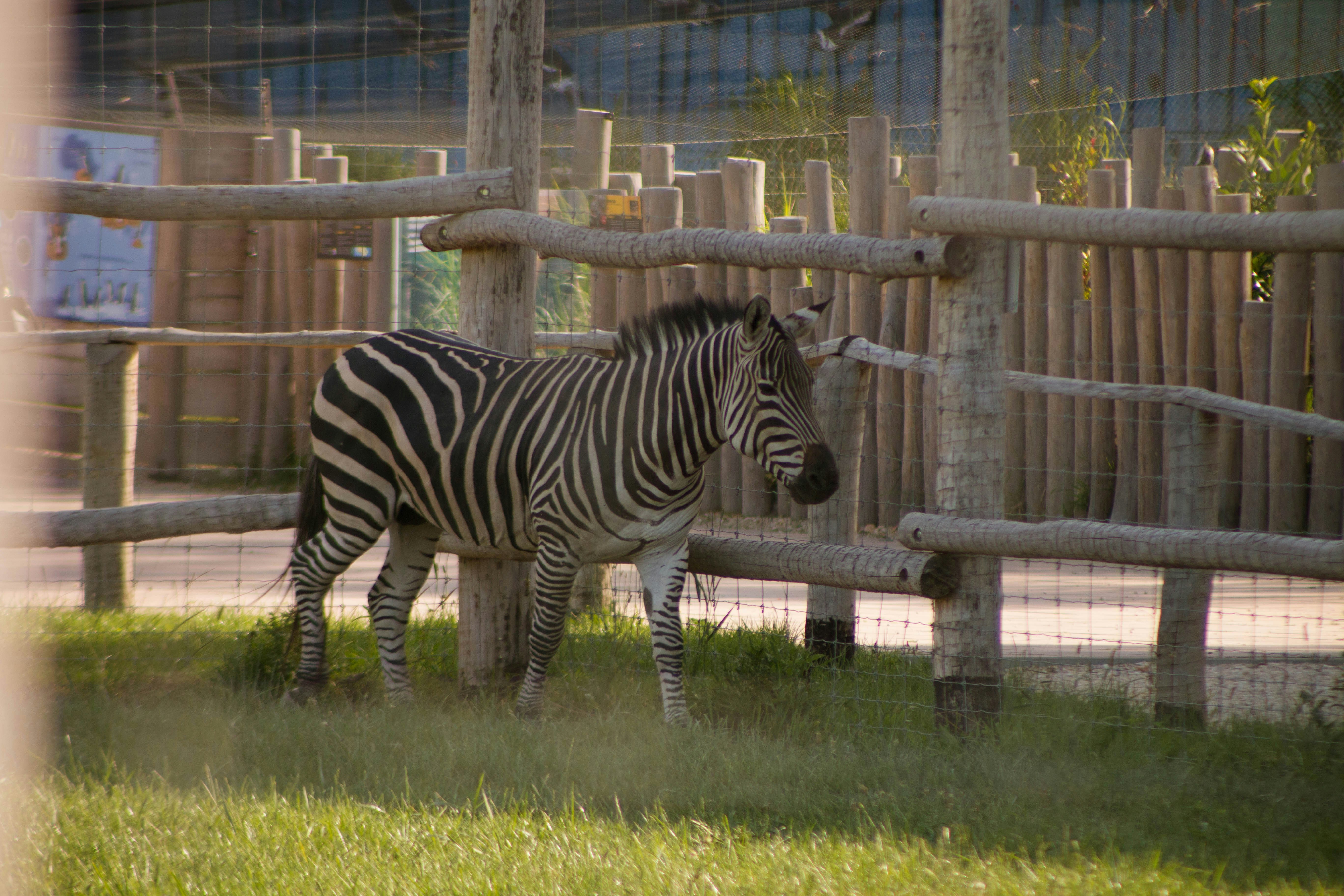 a zebra in a zoo exhibit