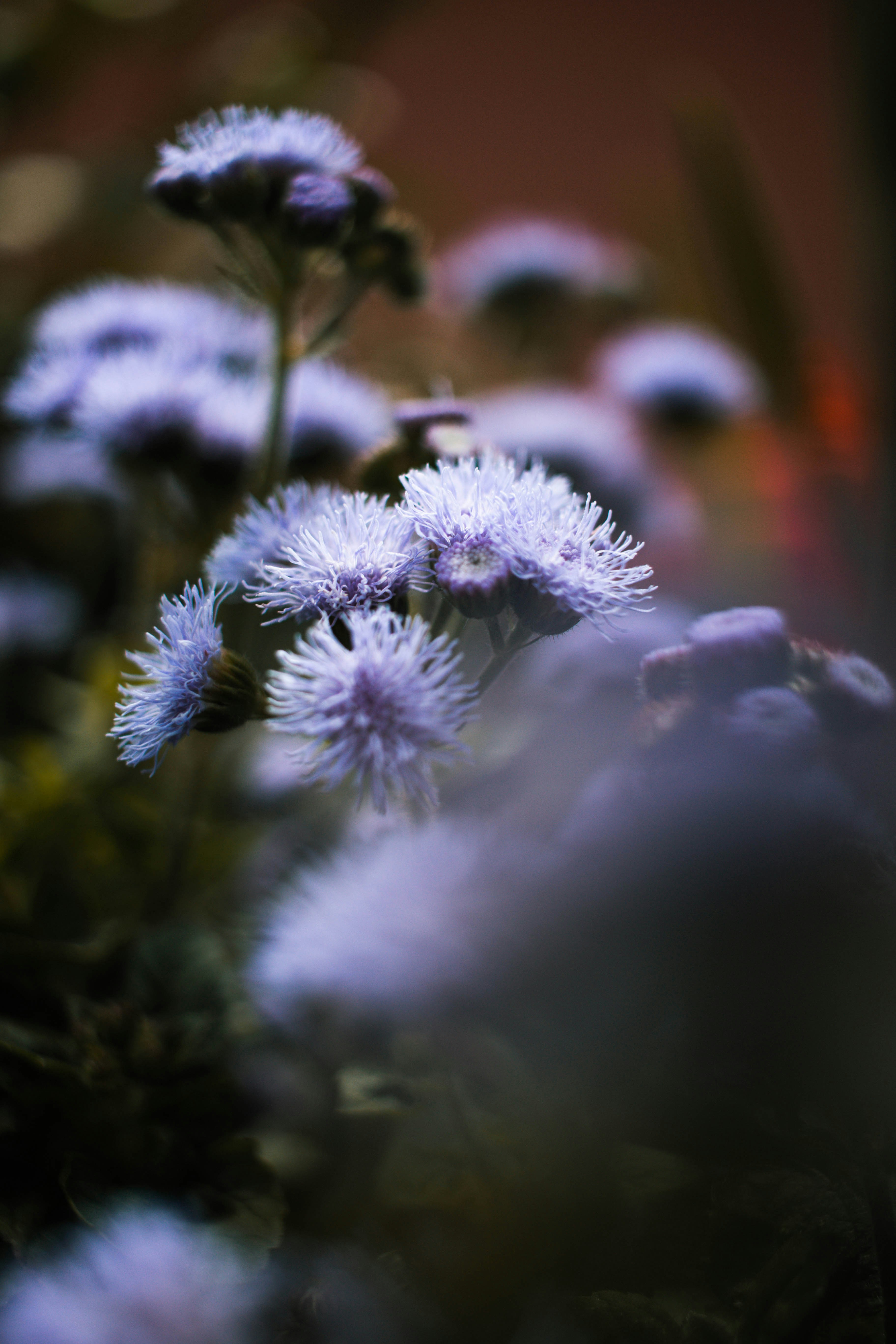 close up of purple flowers