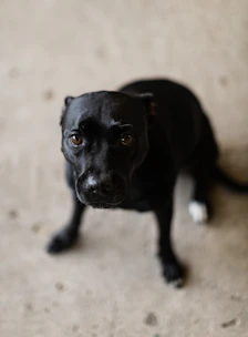 A black dog with bright eyes looking eagerly towards the camera.