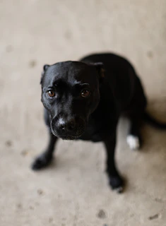 A black dog with bright eyes looking eagerly towards the camera.