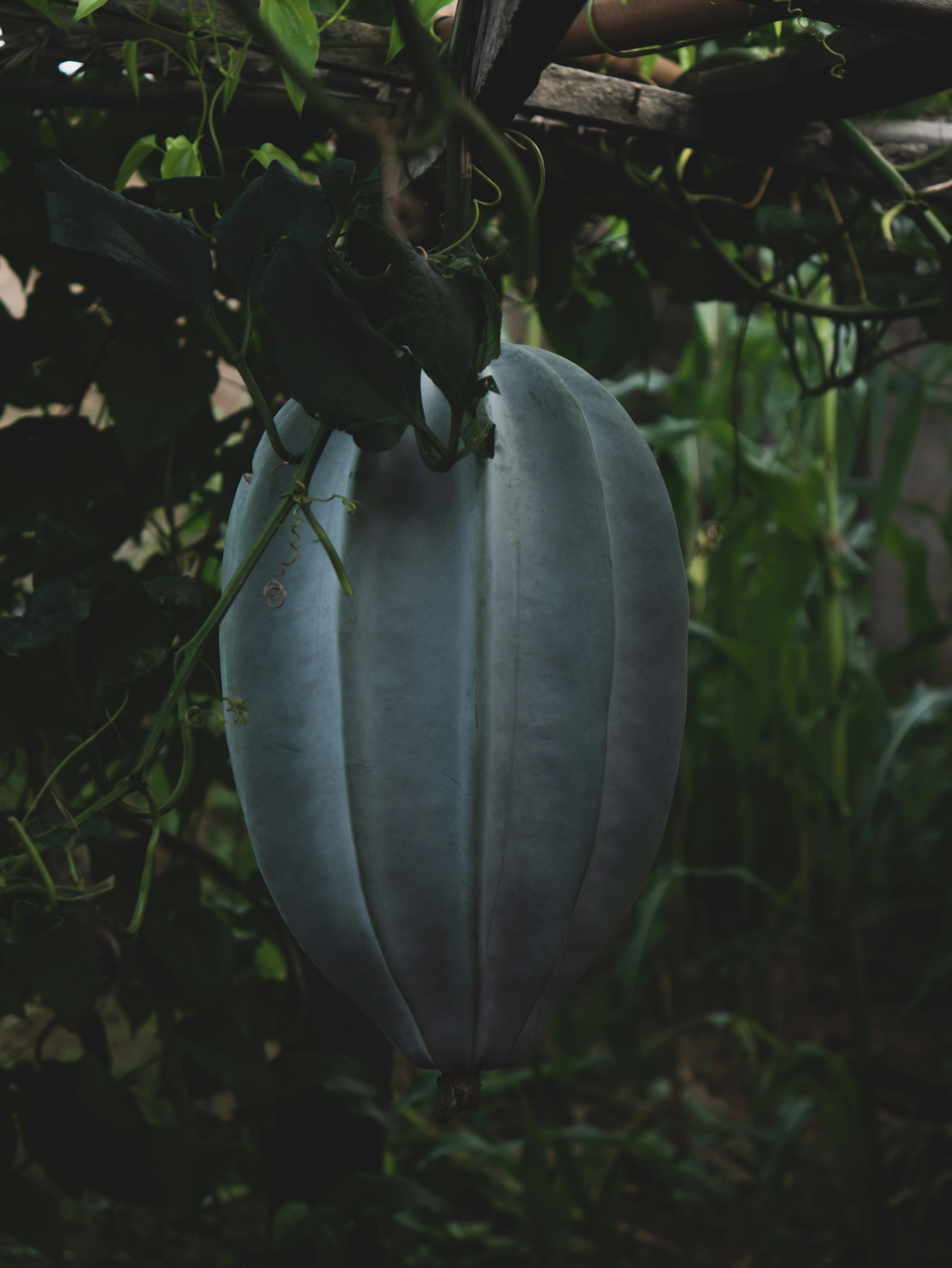 Large pale green ash gourd on a wooden surface, natural light