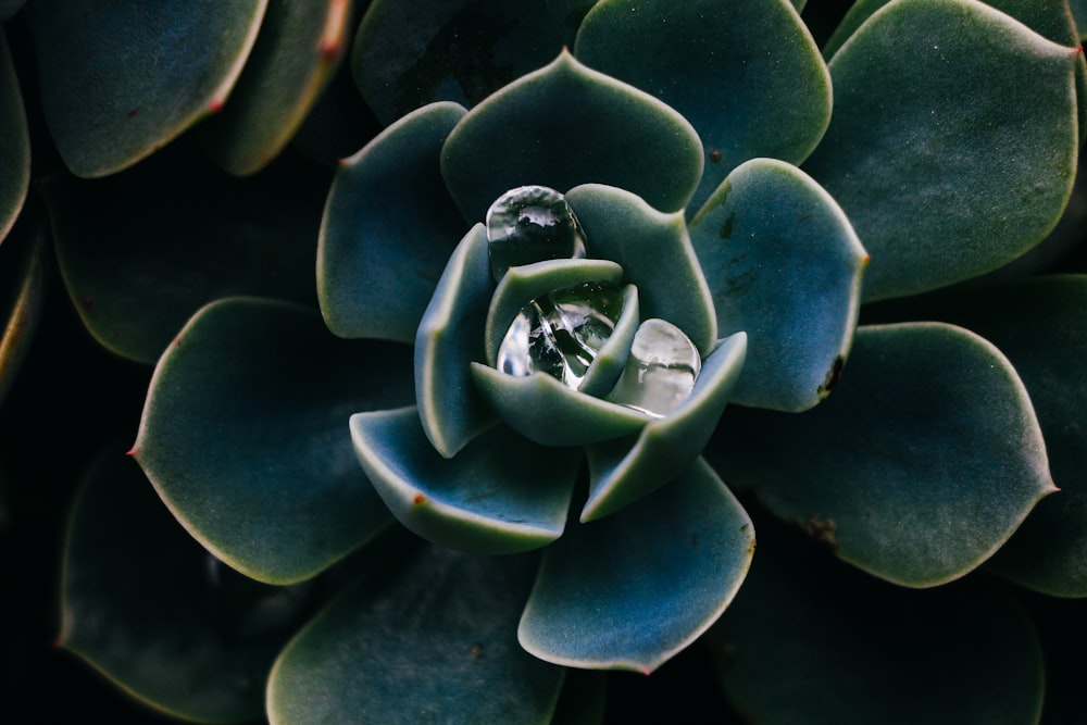 a close up of a plant