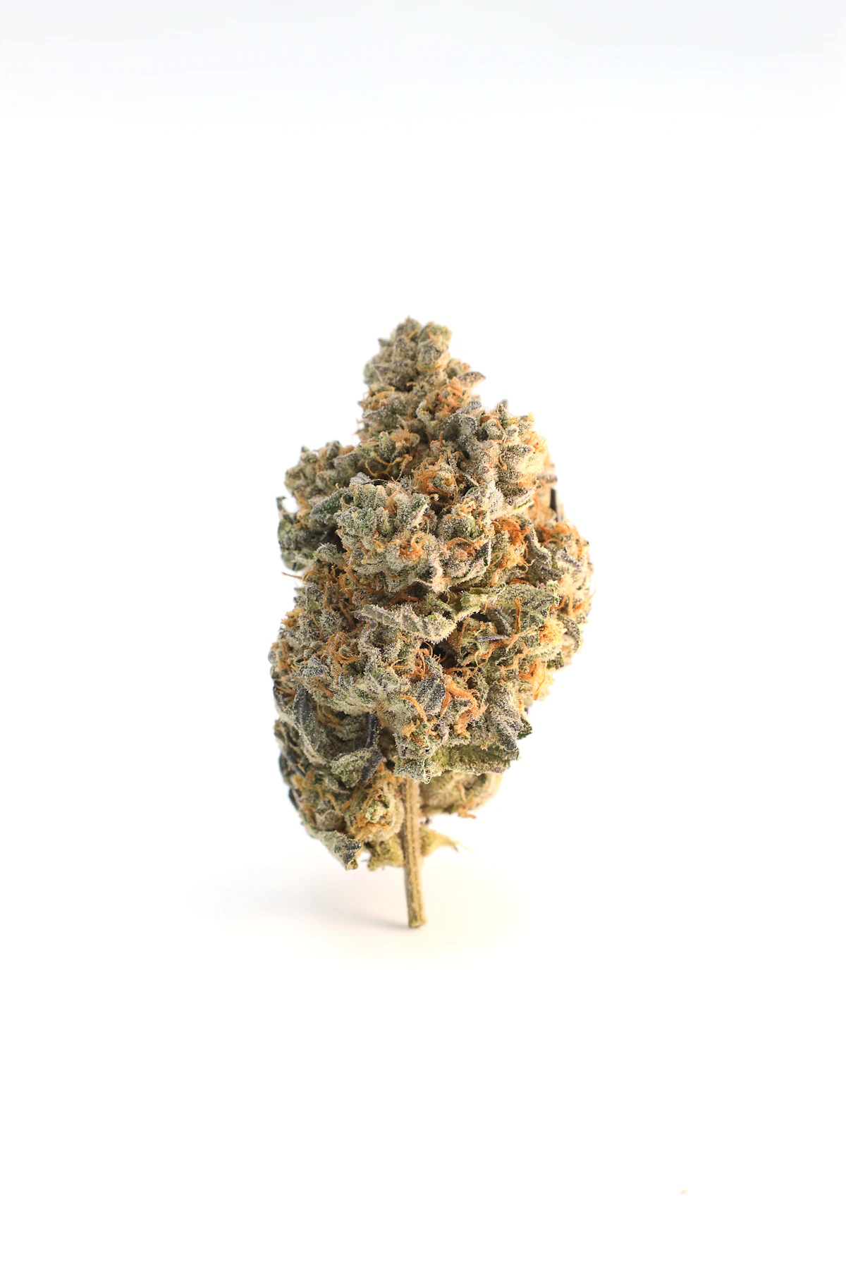 Prairie Wind sativa plant with bright green leaves