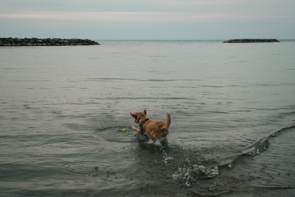 Ein Hund spielt im Wasser