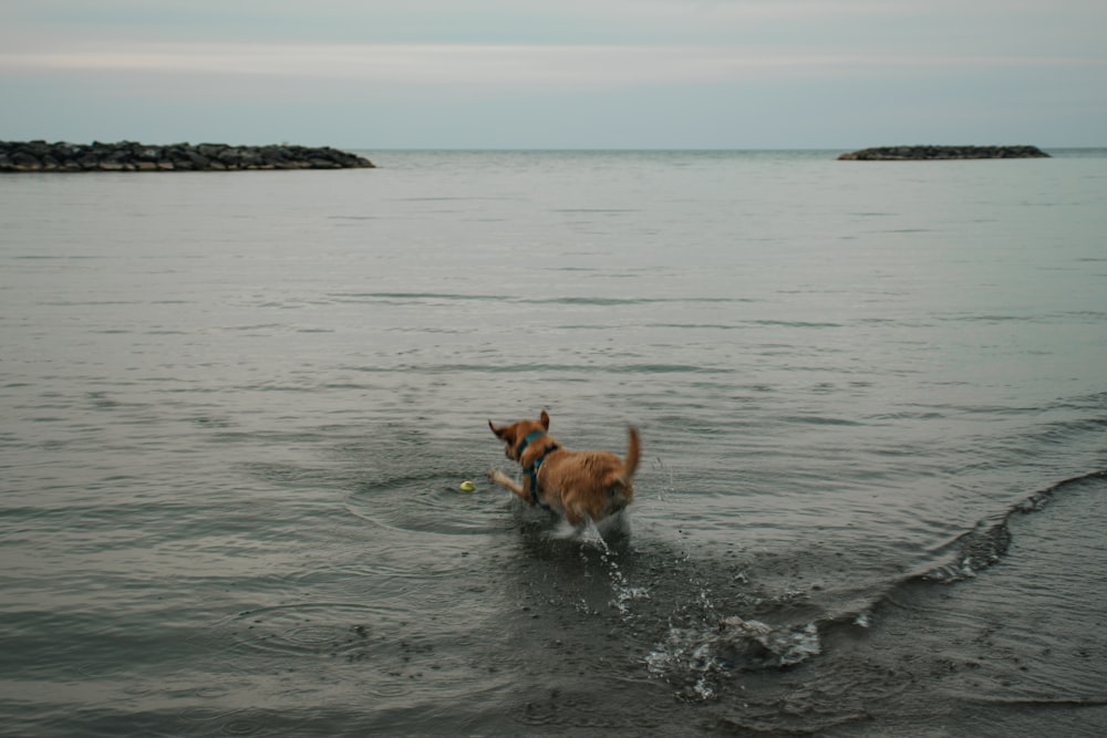 a dog playing in the water