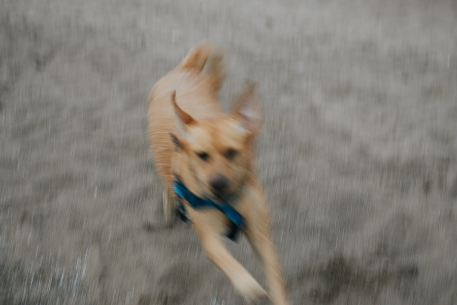 Best Dog Food for Joint Health: Support Your Dog's Mobility