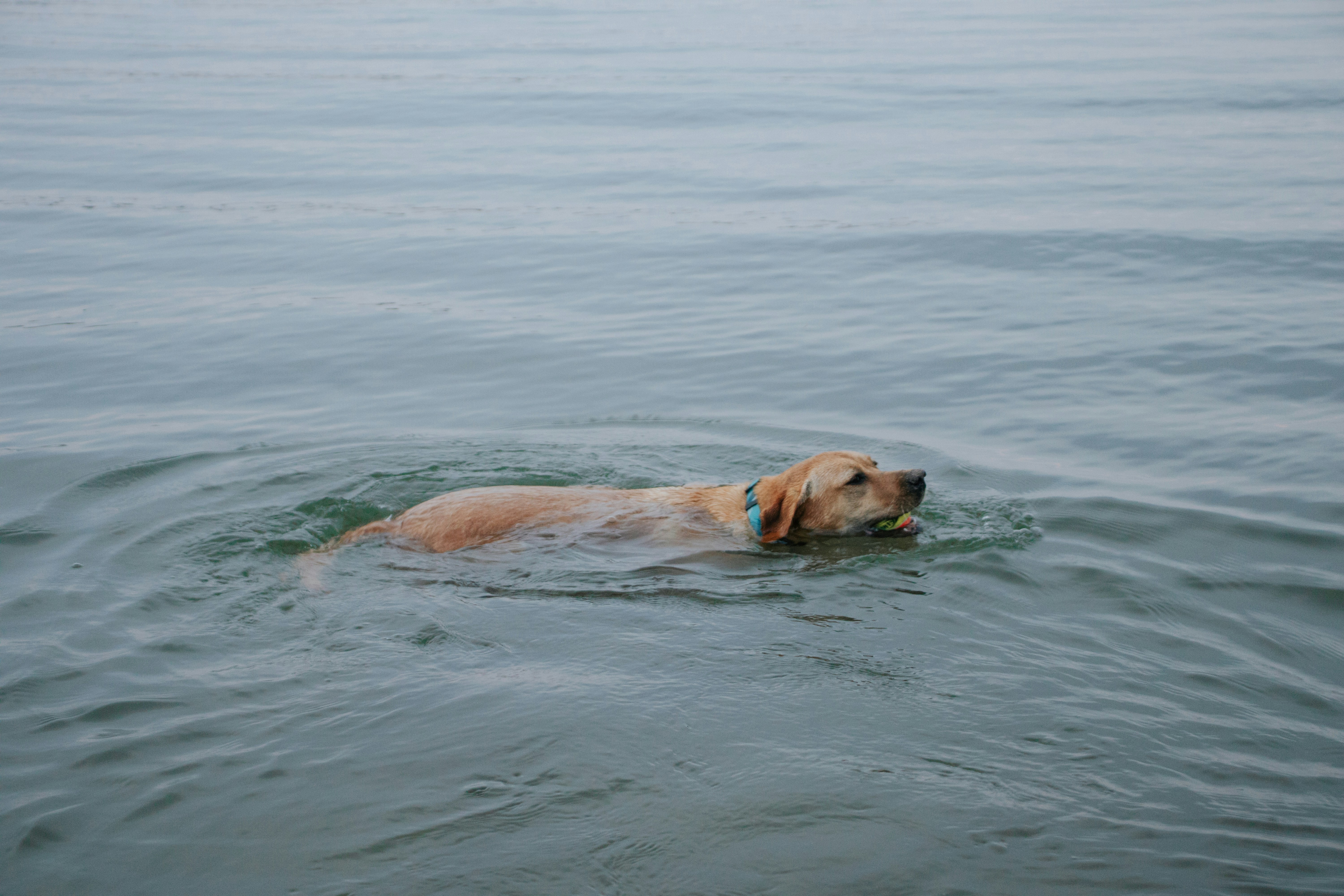 a dog swimming in the water
