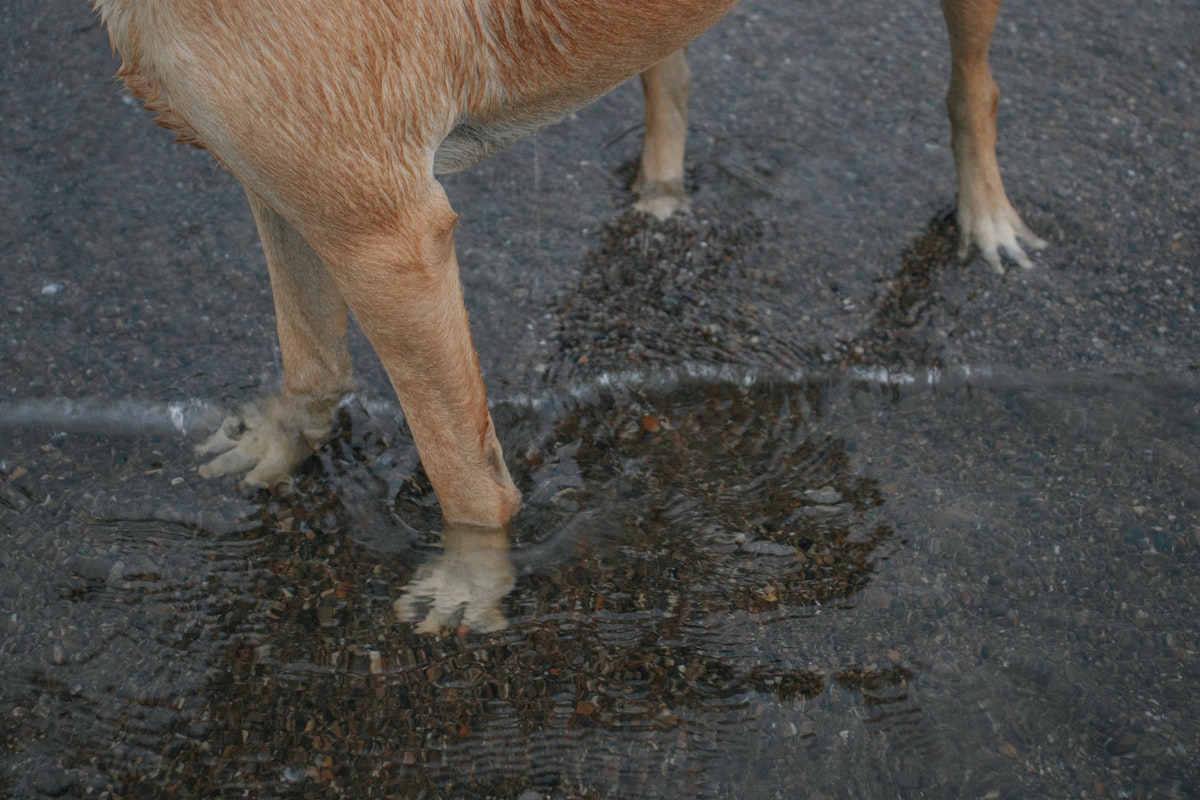Dog standing in muddy puddle on trail