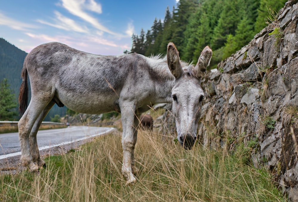 a donkey standing next to a rock wall