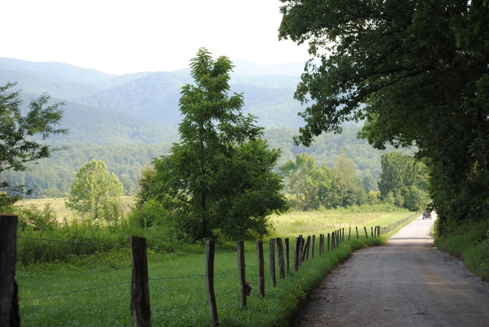 a road with trees and grass on the side