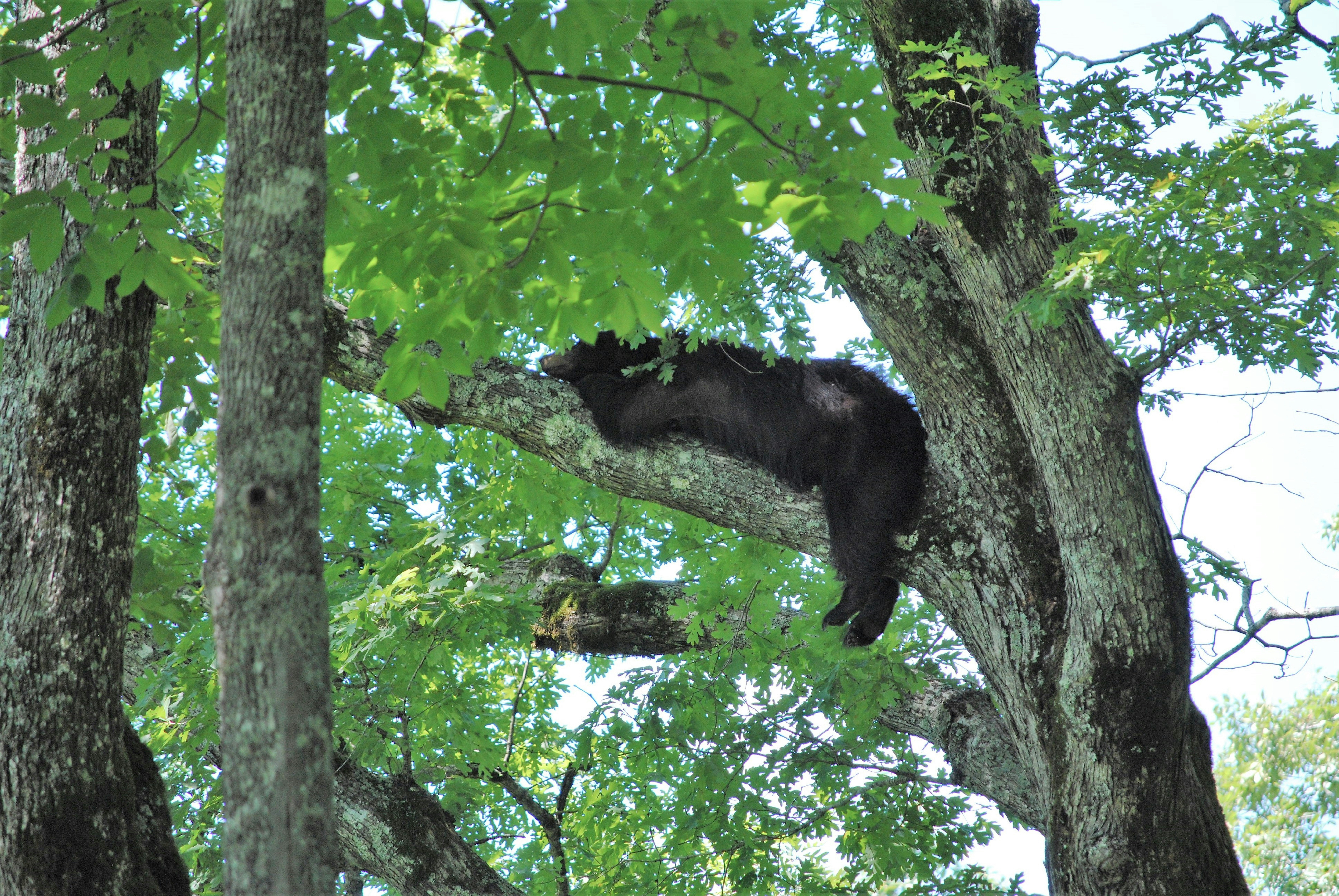 Black Bears in Great Smoky Mountains National Park (image credits: unsplash)